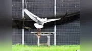 埼玉県鴻巣市でコウノトリ放鳥、県内初の試み　2羽が巣立ちへ