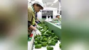 但馬地方の夏野菜が収穫シーズン、たじまピーマンとシルクコーン出荷最盛期