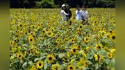 菜の花ガーデンでヒマワリ満開　愛知・田原市