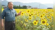 熊本・高森町でヒマワリ15万本が満開、集落支援員が栽培