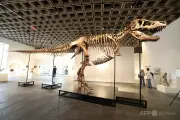 T・レックス骨格標本、史上最高の81億円で落札 米サザビーズ競売