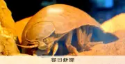 鳥羽水族館のダイオウグソクムシ展示休止、最後の個体No.34死ぬ