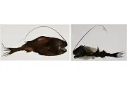 深海調査で日本初記録の深海魚シダアンコウ科、東海大が「シズクアンコウ」と命名 日本近海の分布を世界で初確認
