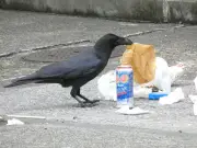 東京のカラス激減、ゴミ対策で8割減…「サバの頭」置き土産の異変
