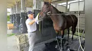 三冠牝馬アーモンドアイ育てた国枝調教師、厩務員に転身