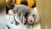 鯖江・西山動物園でレッサーパンダの双子誕生、4年ぶり 人工哺育も順調