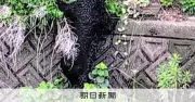 宇都宮市長、市中心部クマ出没で緊急銃猟「できなかった」 対策の困難さ痛感
