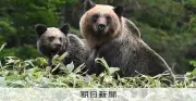 熟練ハンター、ヒグマに襲われ目つぶしで反撃し駆除 北海道更別村