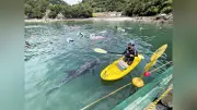 太地町で「くじらに出会える海水浴場」開設、ハナゴンドウ2頭と泳げる体験