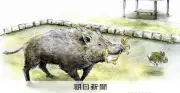 「うさぎの島」でイノシシが生きたウサギ捕食　研究チームが目撃