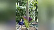 世界最大級の花「ショクダイオオコンニャク」が筑波実験植物園で開花、見頃26日まで