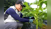 兵庫・豊岡の伝統野菜「八代オクラ」 断面は八角以上で肉厚 生産者が語る魅力と普及への思い