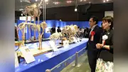 「ざんねんないきもの事典」特別展、宮崎で開催 ティラノサウルスは足が遅い？