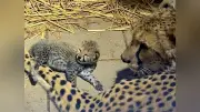 動物園・水族館はなぜ存在するのか 飼育員が問いかける「あるべき姿」