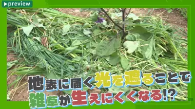 雑草を肥料に変える方法、カインズ公式チャンネルが紹介