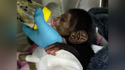 福岡市動物園で28年ぶりにチンパンジーの赤ちゃん誕生、人工哺育中
