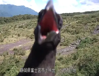 富士山の土石流監視カメラにカラスが写り込みSNSで話題に