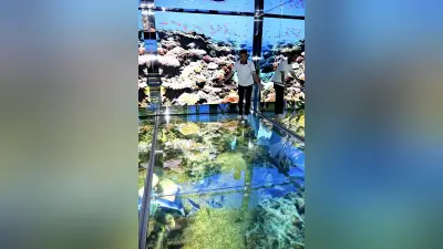 越前松島水族館の海洋館、改修終え新装オープン 海中散歩気分