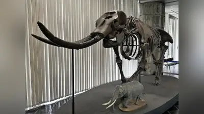 ゾウの進化や生態を考える企画展、京大総合博物館で開催中
