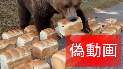 クマが食パン食べる偽動画出回る 鳥取・大山の投棄 平井知事「インプ稼ぎか」削除要請