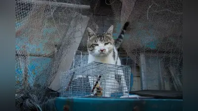 漁師町の猫ケンジ、ネズミ狩りの本能を見せる 散水栓のトガリネズミも察知