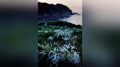 福岡・芦屋町の夏井ヶ浜でハマユウ開花、夕暮れに幻想的な白い花