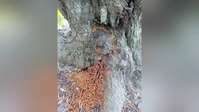 特定外来生物クビアカツヤカミキリ、小豆島のスモモ園で県内初の農業被害