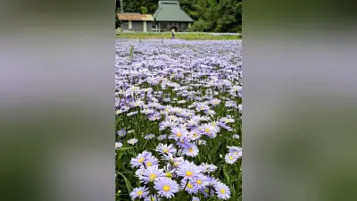 京都・久多で北山友禅菊が見頃 薄紫の花畑に観光客 昨年は約2000人が来訪 地元の人が育てる 見頃は今月上旬まで