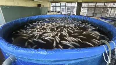 熊本地震で「教室育ち」トラウトサーモン約1200匹全滅、停電で酸欠