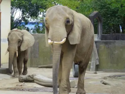 熊本市動植物園、被災子ども支援で3日間無料開園へ