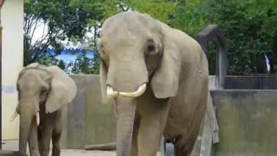 熊本市動植物園、3日間限定で無料開園へ 被災した子どもたちの心のケア目的