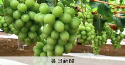 シャインマスカット200房盗んだ疑い、42歳男を逮捕 岡山県警