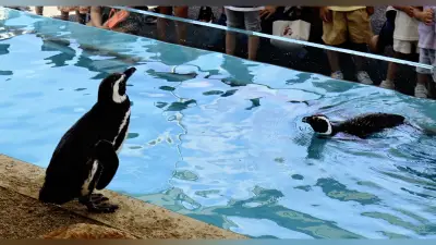 つくみイルカ島にペンギンとオットセイの新エリア完成
