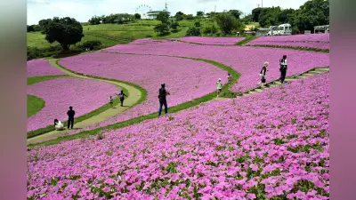 千葉・マザー牧場でペチュニア「桃色吐息」2万株が見頃 桃色の絶景広がる