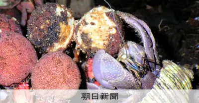 光合成やめた植物の種、オカヤドカリが運ぶ 神戸大教授が初確認
