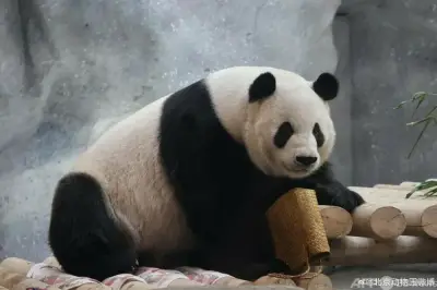 インドネシアでスマトラサイの赤ちゃん誕生、国内で2頭目