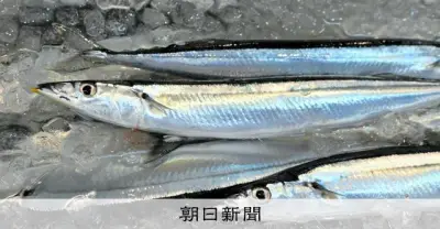 サンマの体内から見つかる「赤い糸」の正体は寄生虫ラジノリンクス　専門家「食べても大丈夫」