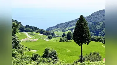 佐渡・岩首昇竜棚田、空と海へ連なる絶景 400年守る農家の努力