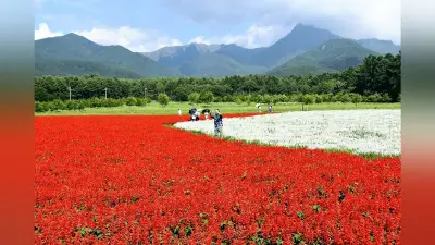 茅野の花畑「ヤッツガーデン」でサルビア満開、赤白のコントラスト