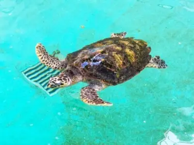 「亀って脱皮するんだ!」ウミガメの甲羅がぺりっとむける貴重な動画に驚きの声