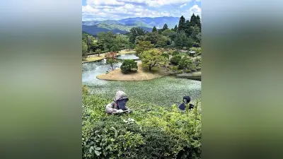 修学院離宮で生け垣「大刈込」の夏作業 専用の鎌で形整える