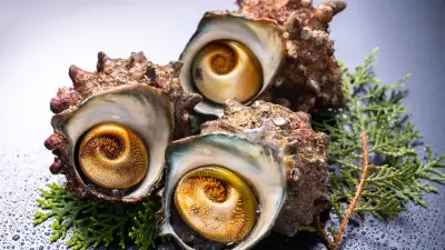 減りゆく磯の王者サザエ　コリコリの歯応えと心地よいオトナの味