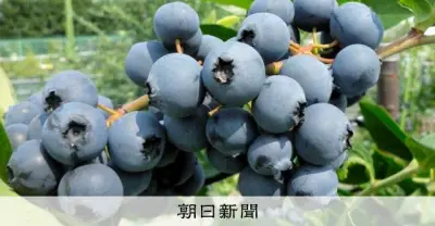 ブルーベリー収穫日本一の東京都、暑さに強い新品種「東京ブルーブーケ」開発