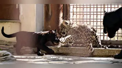 双子ジャガー公開開始　愛媛県立とべ動物園で愛らしい姿