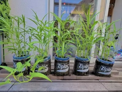 野菜の生育に最適な水は水道水？「水1グランプリ」中間報告が話題