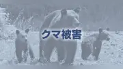 78歳男性、クマに襲われ搬送…顔や左手をひっかかれる 岩手・田野畑村