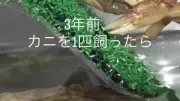 1匹のカニを飼って3年後…ありえない事態に123万再生「聖なる母カニ??」