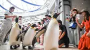 ペンギン、夕暮れパレード開催へ アドベンチャーワールド「秋の夜間特別営業」シルバーウィーク4日間限定