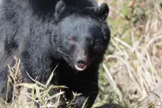 獣害対策にAI、ゼロフィールドの「モリフクロウ」と秋田県立大学准教授が語る現状と可能性