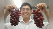 愛知県オリジナルブドウ2種、皮ごと食べられ12年かけ開発